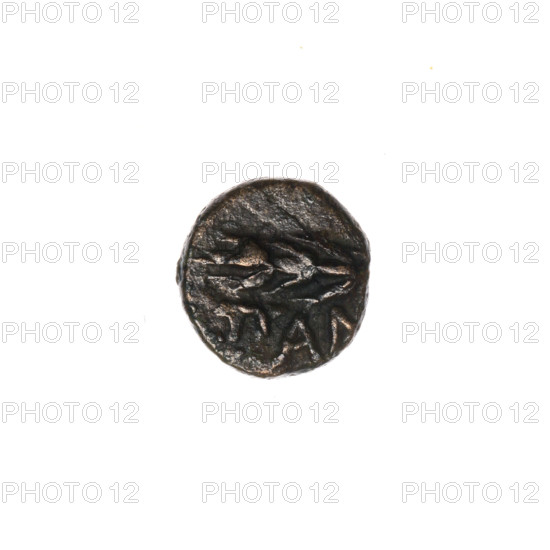 bronze coin, Pantikapaion; obverse: head of Apollo to the right; obverse: ear of corn to the left,
