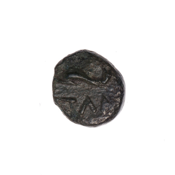 Bronze coin, Pantikapaion; obverse: head of Apollo to the right, dolphin to the left, inscription