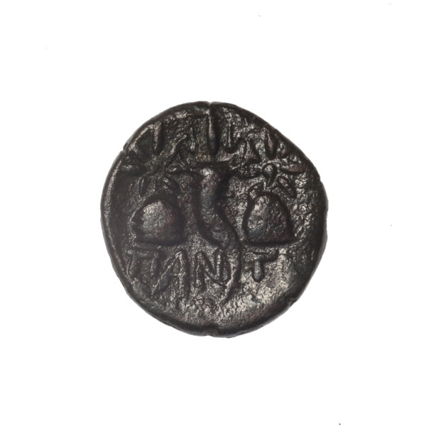 bronze coin, Pantikapaion; iconography: Dioscuri caps, Satyr's head, cornucopia; motifs: head of