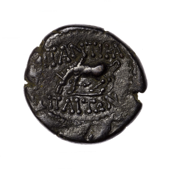 bronze coin, Pantikapaion; obverse: head of Apollo in laurel wreath facing right; reverse: grazing