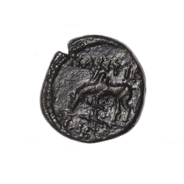 Bronze coin, Pantikapaion; obverse: head of Apollo in laurel wreath facing right; reverse: grazing