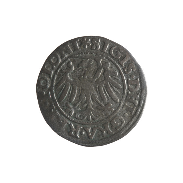 Gdansk szelag, Sigismund I the Old (King of Poland; 1506–1548). Obverse: Eagle of Royal Prussia, in