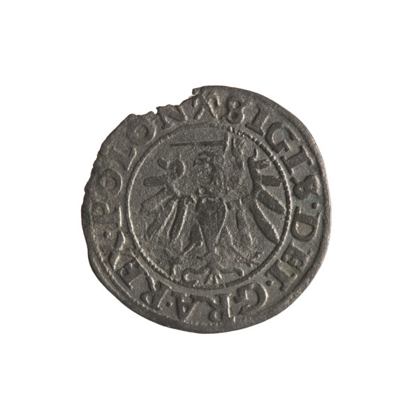 Gdansk szelag, Sigismund I the Old (King of Poland; 1506–1548). Obverse: Eagle of Royal Prussia; in