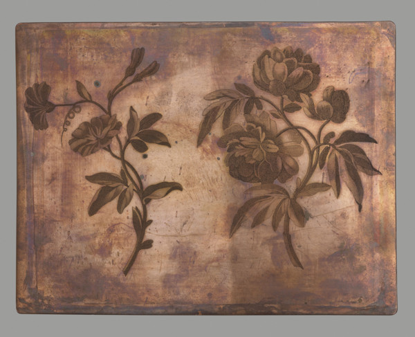 Peony and bindweed. On the left a sprig of peony, on the right a bindweed. Engraving made using the
