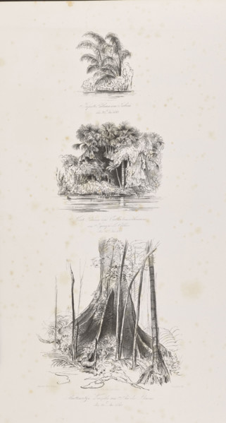 1) Jupati palms in Jaburu, December 27, 1842; 2) Miriti and Calladium arborescens palms in Igarapé