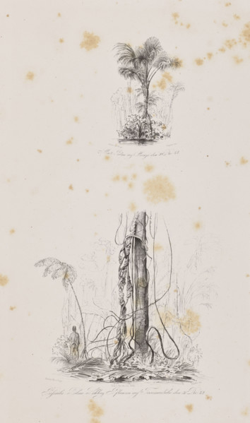 1) Miriti palms on Marajó Island, December 29, 1842; 2) Passiuba palm and vines on the island of