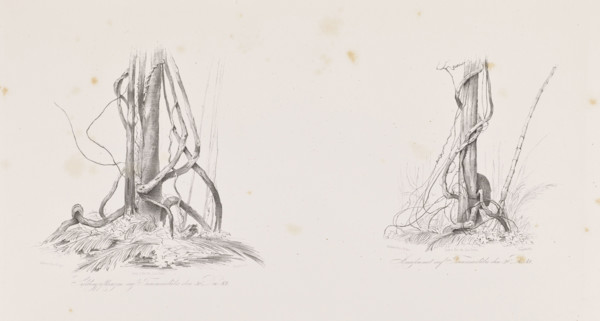 Vines on the island of Tucummaiduba, December 30, 1842; The Anthill on the Island of Tucumauduba,