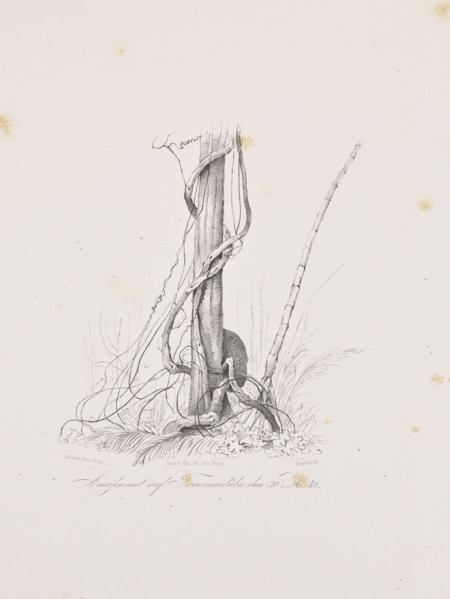 Vines on the island of Tucummaiduba, December 30, 1842; The Anthill on the Island of Tucumauduba,