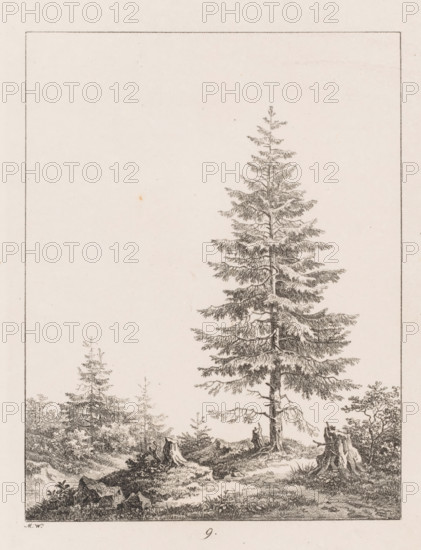 Pine tree between three tree stumps at a forest edge, Templates for Landscape Drawers, Examples for