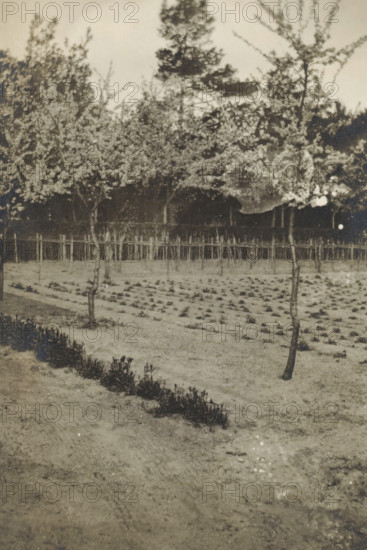View of a field, photograph, photographer: circle of Cornelia Hendrika Jonker, 1910 - 1950, paper,