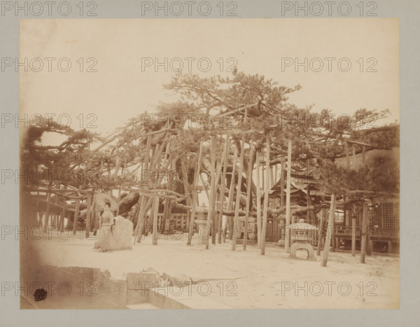 Sacred tree at Lake Biwa, Japan, photograph, Sacred tree next to which a Japanese woman stands on