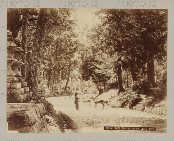 1585 NO 102 Tame deers in Kasugatemple Nara, Three tame deers next to the Kasuga temple, Nara,
