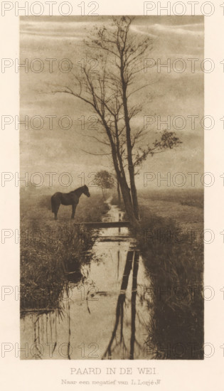 Horse in a meadow, Horse in the meadow, page, photomechanical print, photographer: L. Lorjé jr.,
