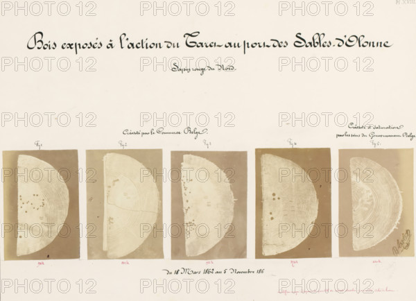 Bois exposés à l'action du Taret au port des Sables-d'Olonne, Five pieces of wood affected by