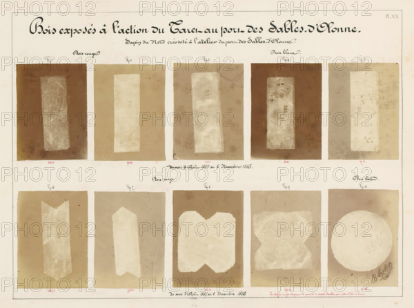 Ten pieces of wood affected by worms, from the port of Les Sables-d'Olonne, France, Bois exposés à