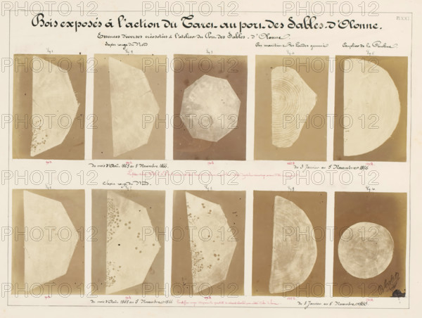 Ten pieces of wood affected by worms, from the port of Les Sables-d'Olonne, France, Bois exposés à