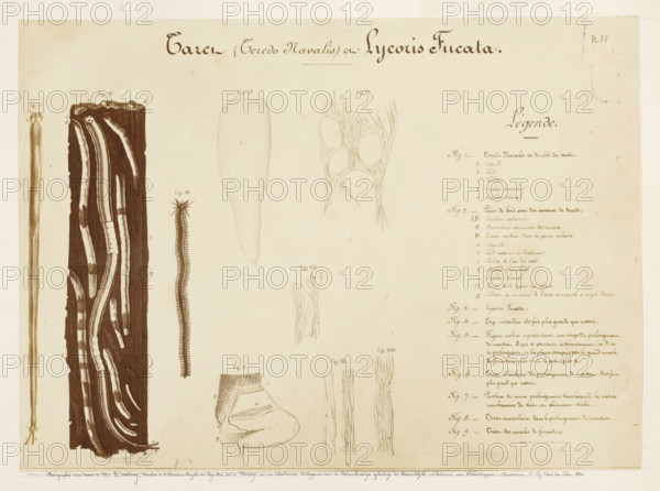 Photo reproduction of drawings of the worms Teredo Navalis and Lycoris Fucata by Pieter Harting,