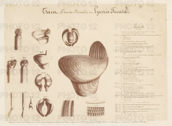 Photo reproduction of drawings of the worms Teredo Navalis and Lycoris Fucata by Pieter Harting,