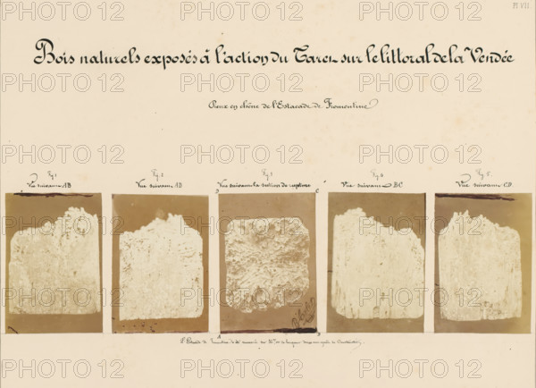 Bois naturels exposés à l'action du Taret sur le littoral de la Vendée, Five pieces of wood