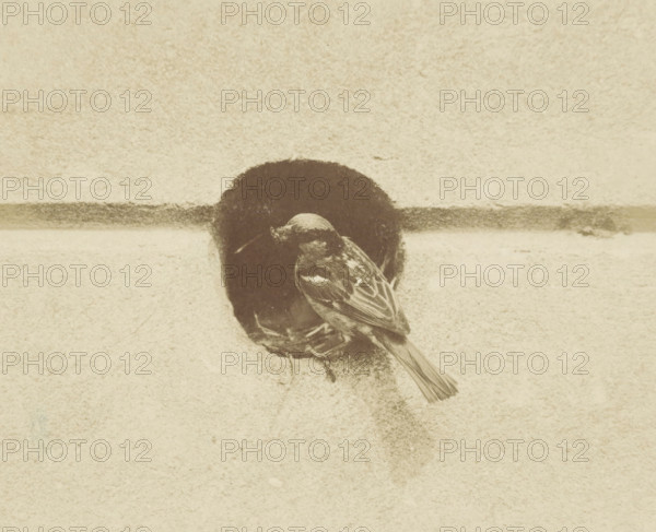 House sparrow at its nest in an air duct, House sparrow sitting in front of its nest cavity in an