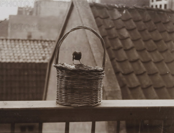 Sparrows on a Balcony, Sparrow on City Balcony, photograph, photographer: attributed to Richard
