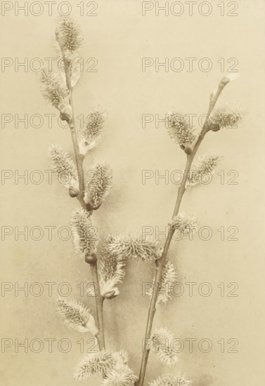 Branch with willow catkins, photograph, annotation: '60 Willow Solis ? II, carrying catkins',