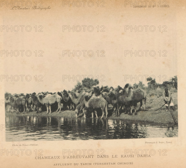 Chameaux s'abreuvant dans le Kausi Daria affluent du Tarim (Turkestan Chinois), Camels along the
