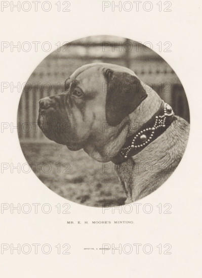 Mr. EH Moore's Minting, Bulldog, page, photomechanical print, cliché maker: Edward Bierstadt, New