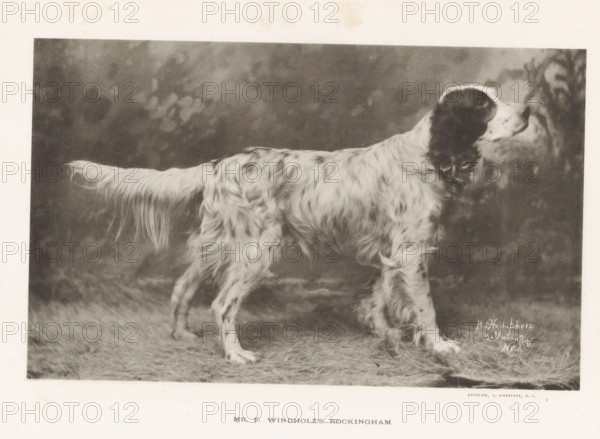 Mr. F. Windholz's Rockingham, Setter, page, photomechanical print, cliché maker: Edward Bierstadt,