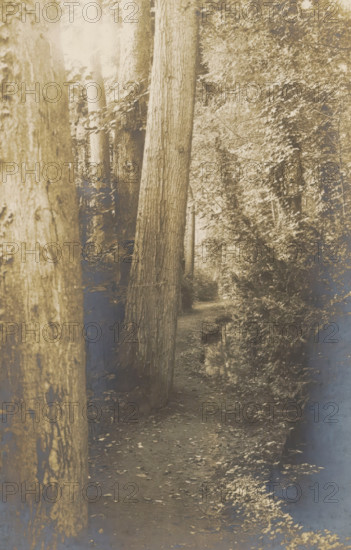A path between trees, Le Rieu d'Amour, photograph, page, photographer: Coppin-Goisse, c. 1904 - in
