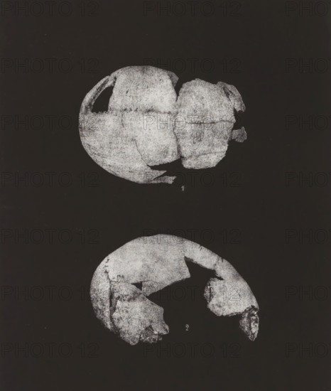 CRÂNE HUMAIN. 1. SINCIPUT, 2. PROFIL 1, 2 nature, Two views of a human skull, top view and en