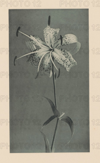 Japanese lily, page, photomechanical print, photographer: Kazumasa Ogawa, c. 1890 - in or before