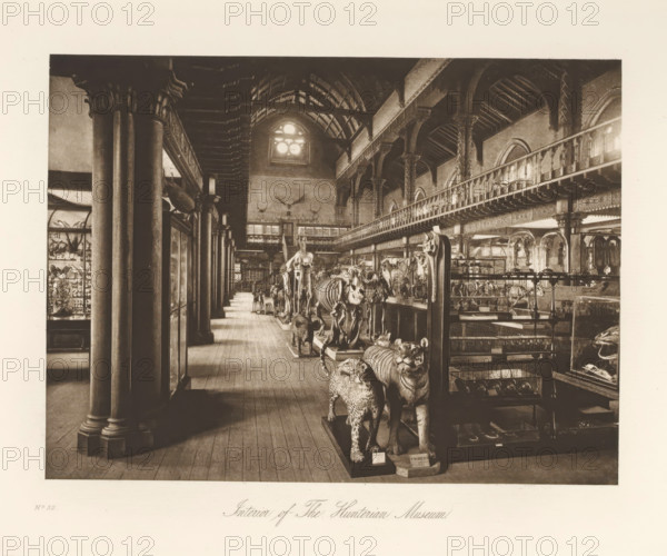 Room with skeletons and stuffed animals in the Hunterian Museum, Interior of The Hunterian Museum,
