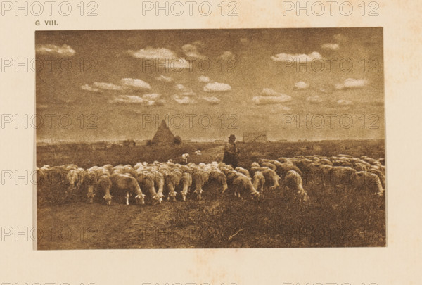 Shepherd in Campagna, page, photomechanical print, inscription: 'Flock of sheep in the Campagna by