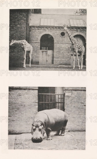 Giraffes, hippopotamus, page, photomechanical print, Above two giraffes, below a hippopotamus, all