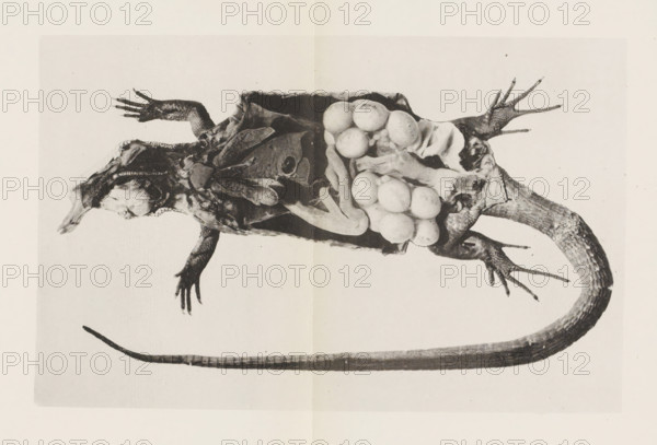 Anatomy. Organes internals du lézard vert, photographiés sous l'eau au moyen du physiographe, Cut