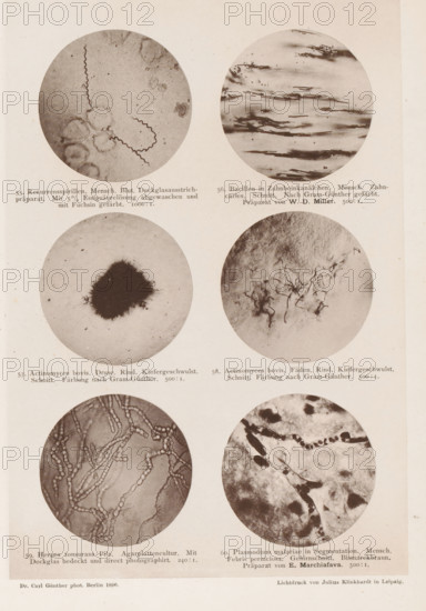 Six microscope images of bacteria, page, photomechanical print, number: 'Tafel X.', inscription: