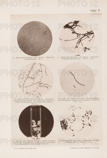 Six microscope images of bacteria, including the anthrax bacterium, page, photomechanical print,