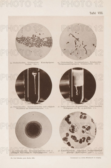 Six microscope images of bacteria, including the cholera bacterium, page, photomechanical print,