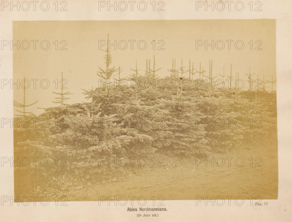 Abies Nordmanniana (10 Jahr alt), Nordmann spruce, photograph, page, c. 1867 - in or before 1877,