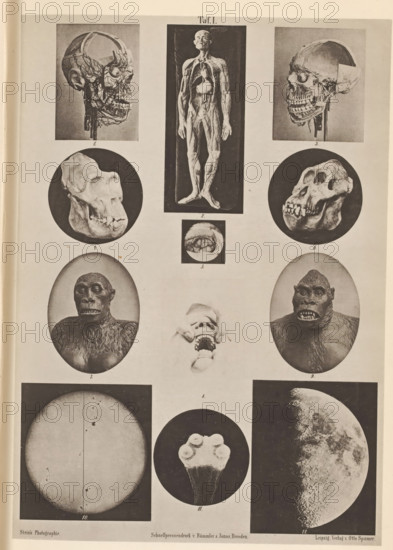 Overview of astronomical phenomena, anatomical models and skulls, page, photomechanical print,