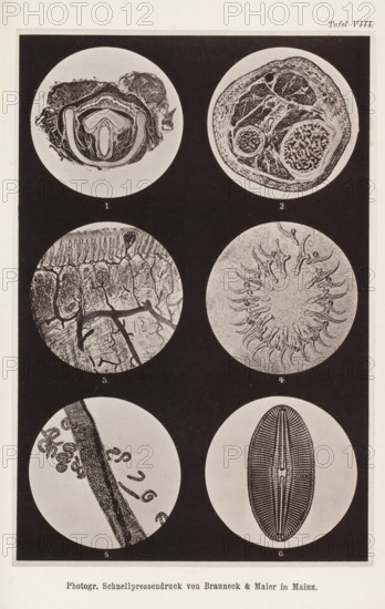 Six microscopic enlargements, page, photomechanical print, number: 'Tafel VIII.', cliché maker: