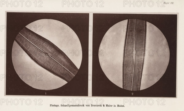 Two microscopic enlargements of (presumably) an animal hair, page, photomechanical print, number:
