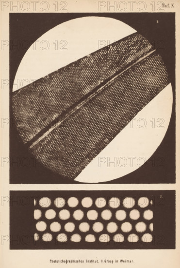 Two microscopic enlargements of an algae, page, photomechanical print, number: 'Taf. X.', cliché