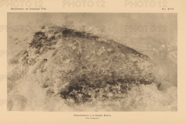 Gletscherkorn i et Stykke Kalvis, Ice from a glacier in Greenland, page, photomechanical print,