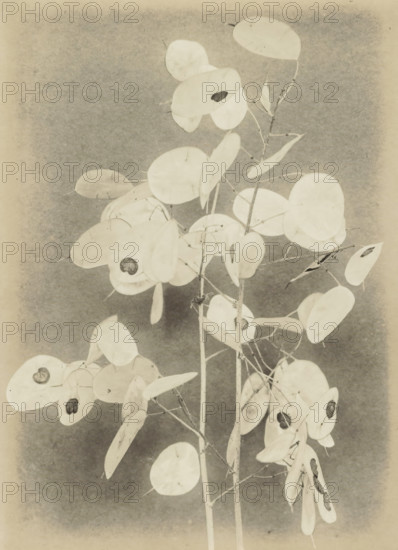 Tak Lunaria Annua (Judas medal) against smooth background, photograph, photographer: Richard Tepe,