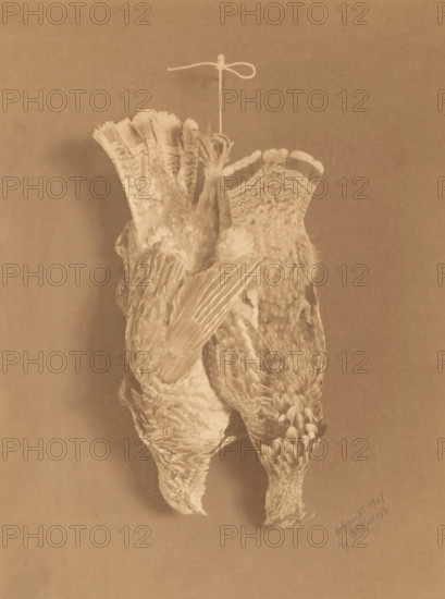Still life with two collared fowl, hanging on a rope, photograph, copyright notice: 'copyright