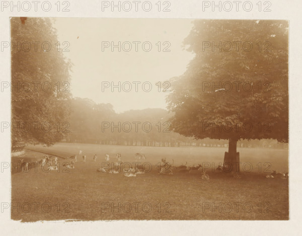 Deer park, photograph, possibly in the Haarlemmerhout. Part of the loose-leaf photo album with 39