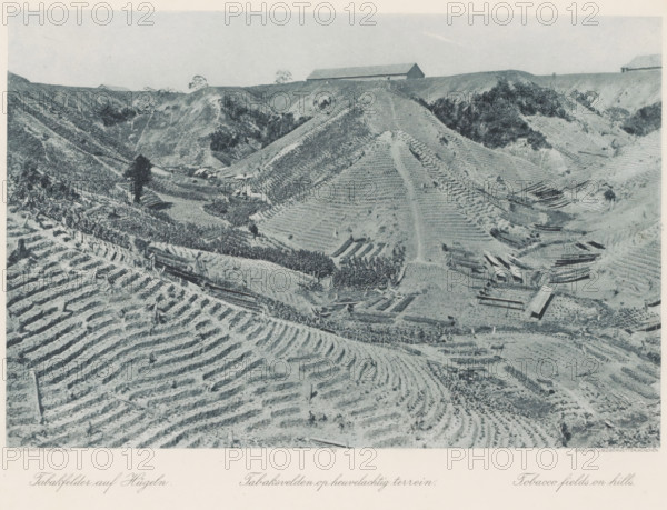 Tobacco fields on hilly terrain, Tobacco fields on the hills of Sumatra, photomechanical print,