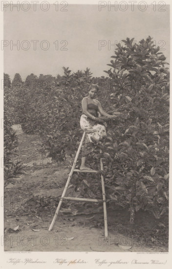 Indonesian coffee picker on a ladder on a plantation in Sumatra (former title), Coffee picker on a